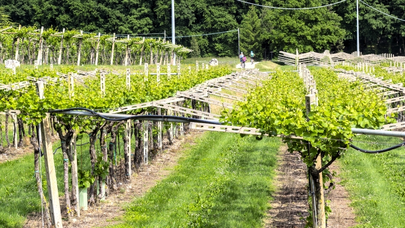 Vinprovning Bardolino
